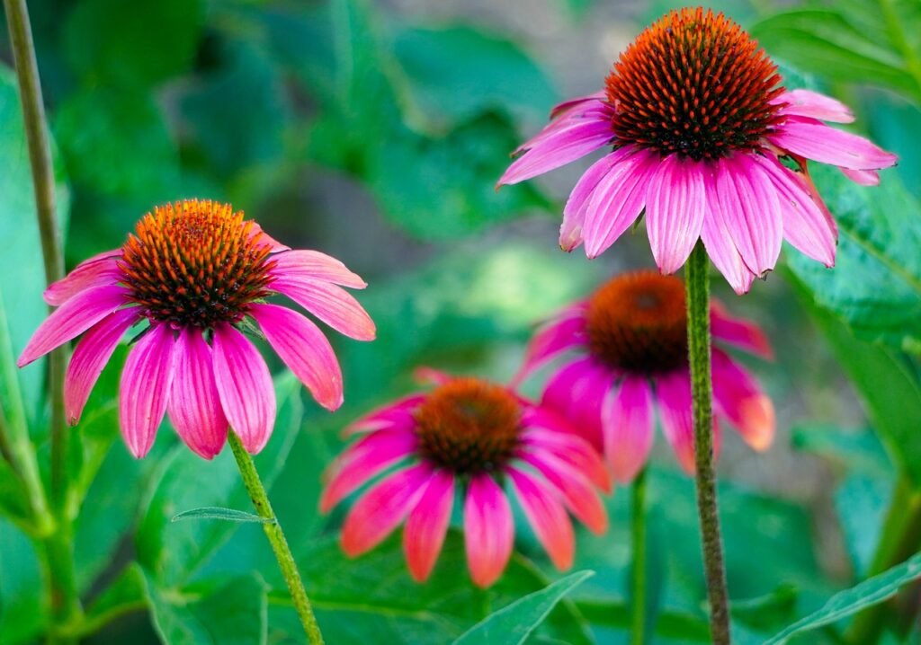 echinacea, blossom, bloom