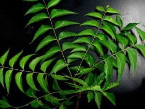 neem leaves, neem, herb