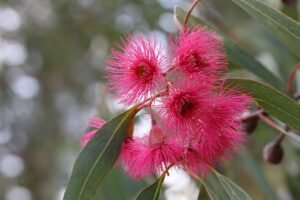 eucalyptus, gumtree, blossoms